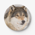 Birthday wolf cute boy