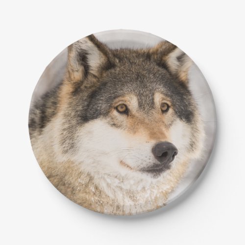 Birthday wolf face cute  boy paper plates