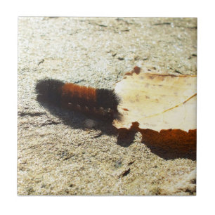 Birthday-Woolly Bear Caterpillar Tile