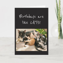 Birthdays are like Cat Animal Humor