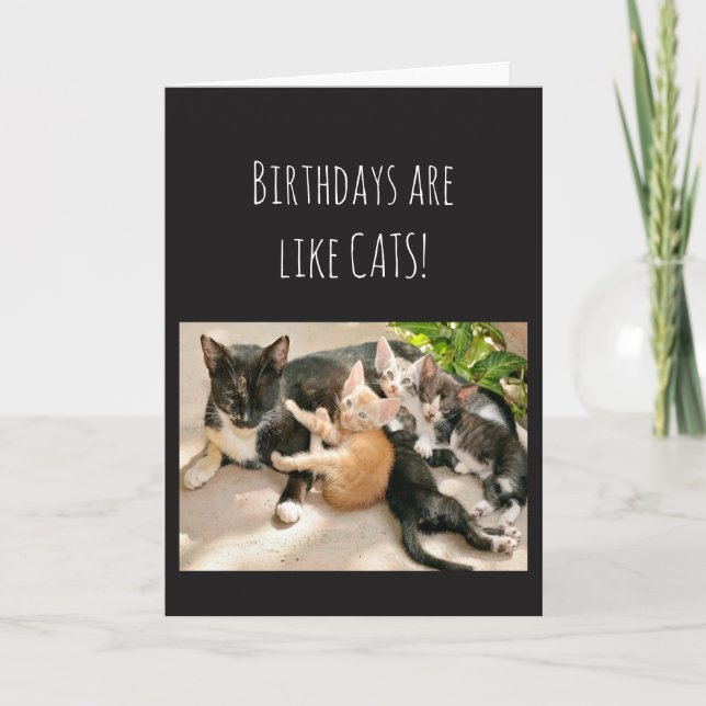 Birthdays are like Cat Animal Humor Card (Front)