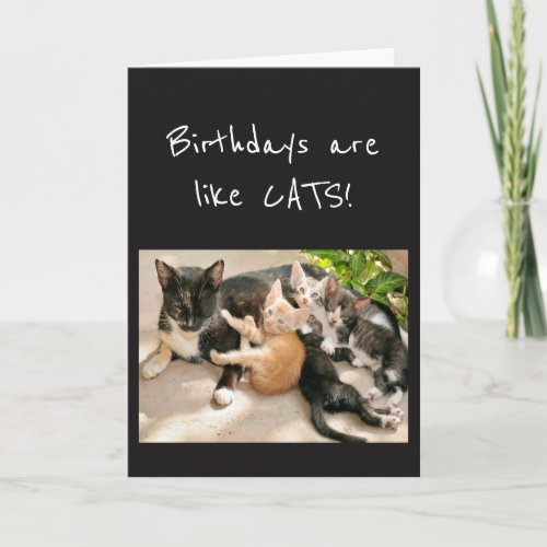 Birthdays are like Cats Animal Humor Card