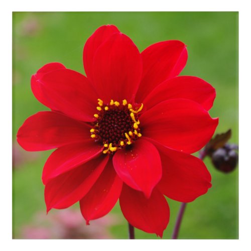 Bishop of Llandaff Dahlia Acrylic Print