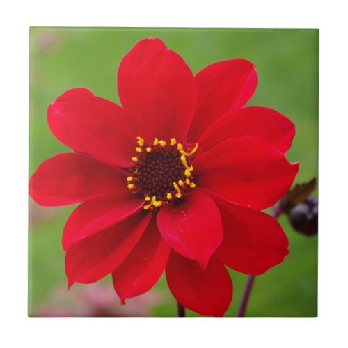 Bishop of Llandaff Dahlia Ceramic Tile