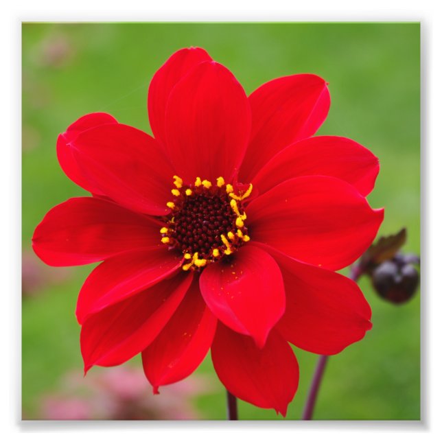 Bishop of Llandaff Dahlia Photo Print (Front)