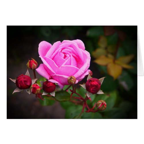 Bishops Castle Rose 1_1 Card