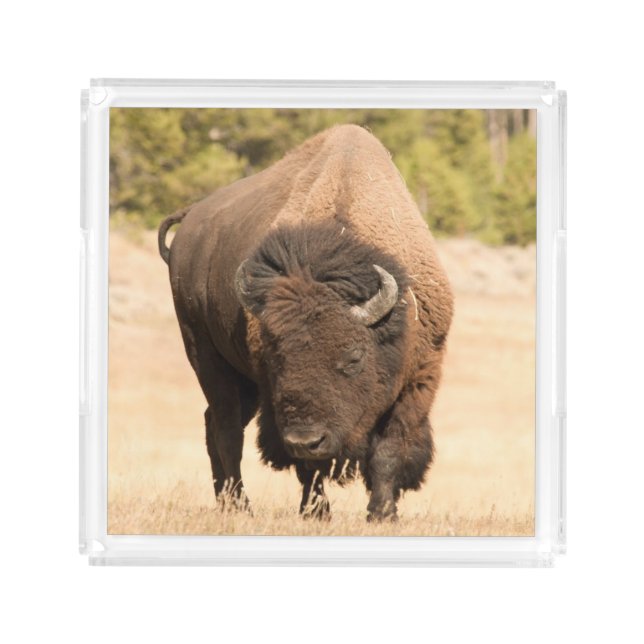 Bison Acrylic Tray (Front)