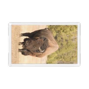 Bison Acrylic Tray