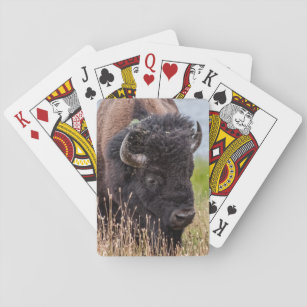 Bison (aka Buffalo) Through a Large Lens Playing Cards