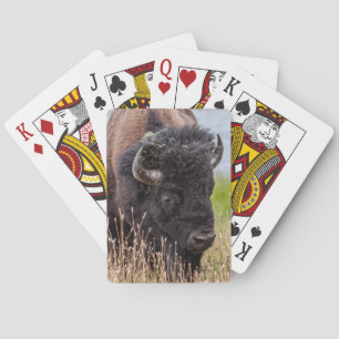 Bison (aka Buffalo) Through a Large Lens Poker Cards