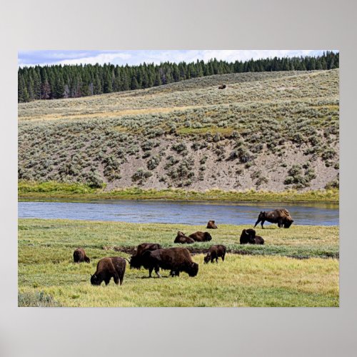 Bison Along Yellowstone River in Hayden Valley Poster