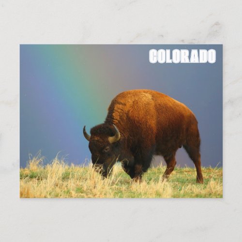 Bison And A Rainbow Postcard