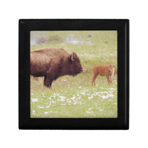 Bison and Calf in Yellowstone Gift Box