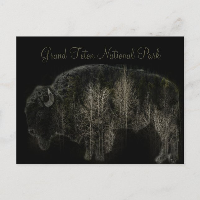 Bison and Forest Grand Teton National Park Postcard (Front)