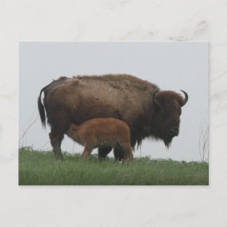 Bison and Nursing Calf Postcard