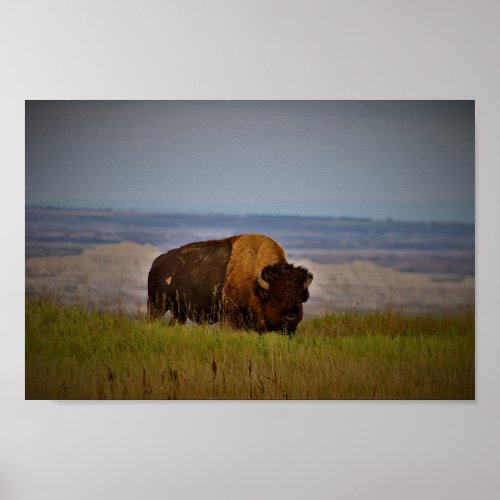 Bison at Badlands National Park Interior SD Poster