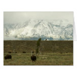 Bison at Grand Teton National Park Photography