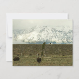 Bison at Grand Teton National Park Photography