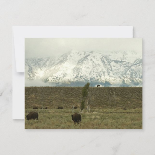 Bison at Grand Teton National Park Photography (Front)