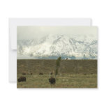 Bison at Grand Teton National Park Photography