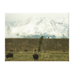 Bison at Grand Teton National Park Photography Canvas Print