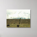 Bison at Grand Teton National Park Photography Canvas Print