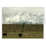 Bison at Grand Teton National Park Photography Card