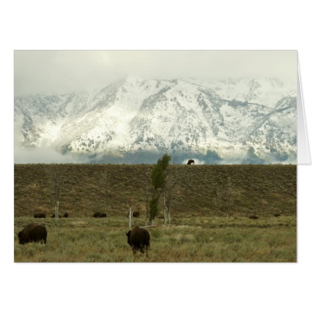 Bison at Grand Teton National Park Photography Card (Front Horizontal)