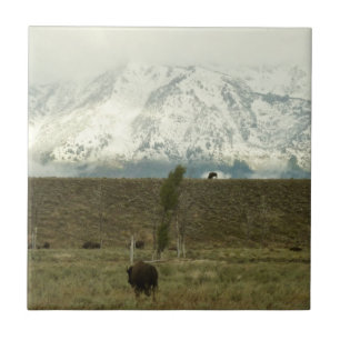 Bison at Grand Teton National Park Photography Ceramic Tile