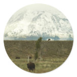 Bison at Grand Teton National Park Photography Classic Round Sticker