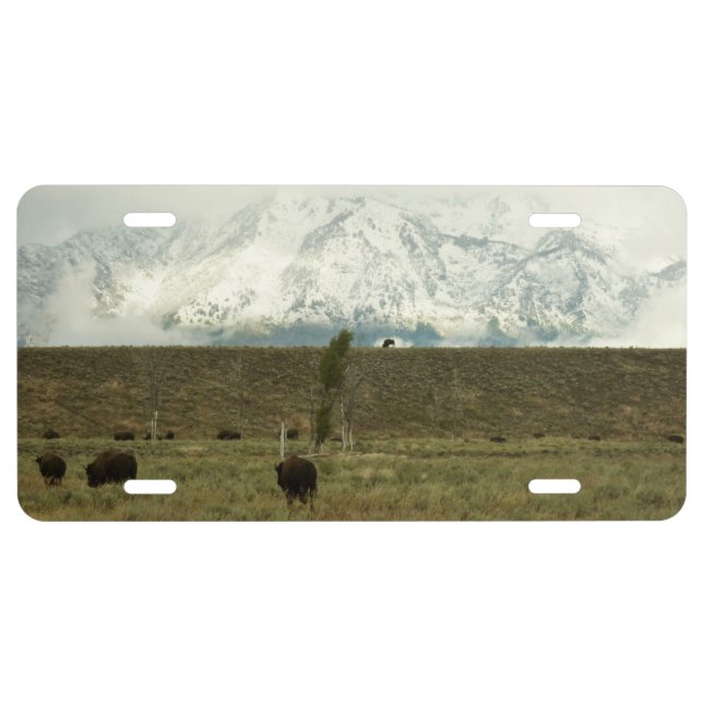 Bison at Grand Teton National Park Photography License Plate (Front)