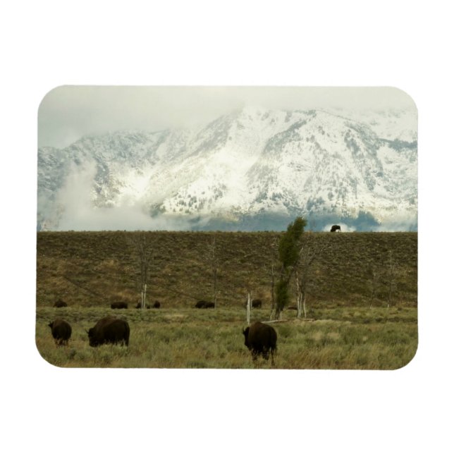 Bison at Grand Teton National Park Photography Magnet (Horizontal)