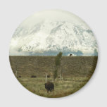 Bison at Grand Teton National Park Photography Magnet