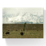 Bison at Grand Teton National Park Photography Paperweight