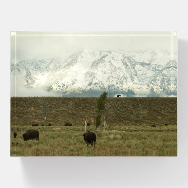 Bison at Grand Teton National Park Photography Paperweight (Front)