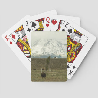 Bison at Grand Teton National Park Photography Poker Cards