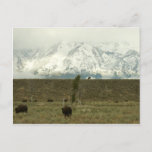 Bison at Grand Teton National Park Photography Postcard