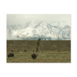 Bison at Grand Teton National Park Photography Postcard