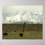 Bison at Grand Teton National Park Photography Poster