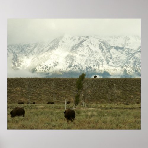 Bison at Grand Teton National Park Photography Poster