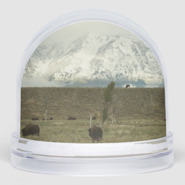 Bison at Grand Teton National Park Photography Snow Globe (Front)
