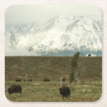 Bison at Grand Teton National Park Photography Square Paper Coaster