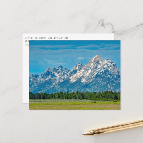 Bison at Grand Teton National Park Postcard