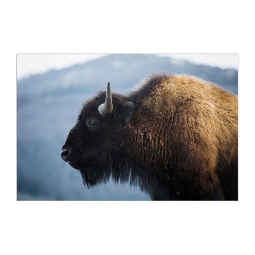 Bison at Lamar Valley Yellowstone Acrylic Print