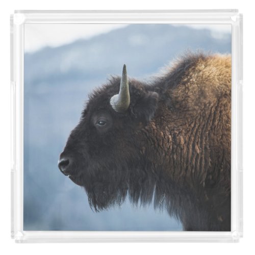 Bison at Lamar Valley Yellowstone Acrylic Tray