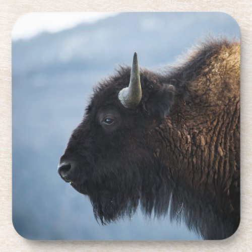 Bison at Lamar Valley Yellowstone Beverage Coaster