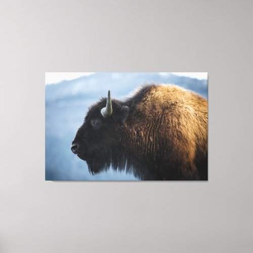 Bison at Lamar Valley Yellowstone Canvas Print