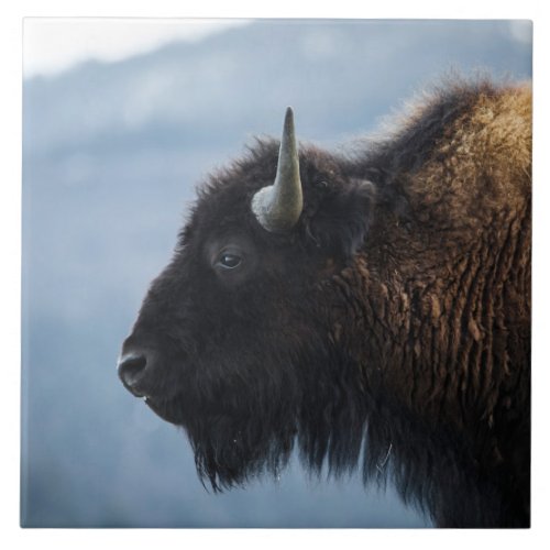 Bison at Lamar Valley Yellowstone Ceramic Tile