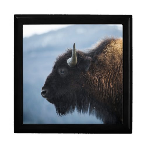 Bison at Lamar Valley Yellowstone Gift Box