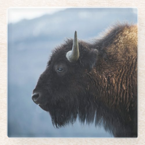 Bison at Lamar Valley Yellowstone Glass Coaster